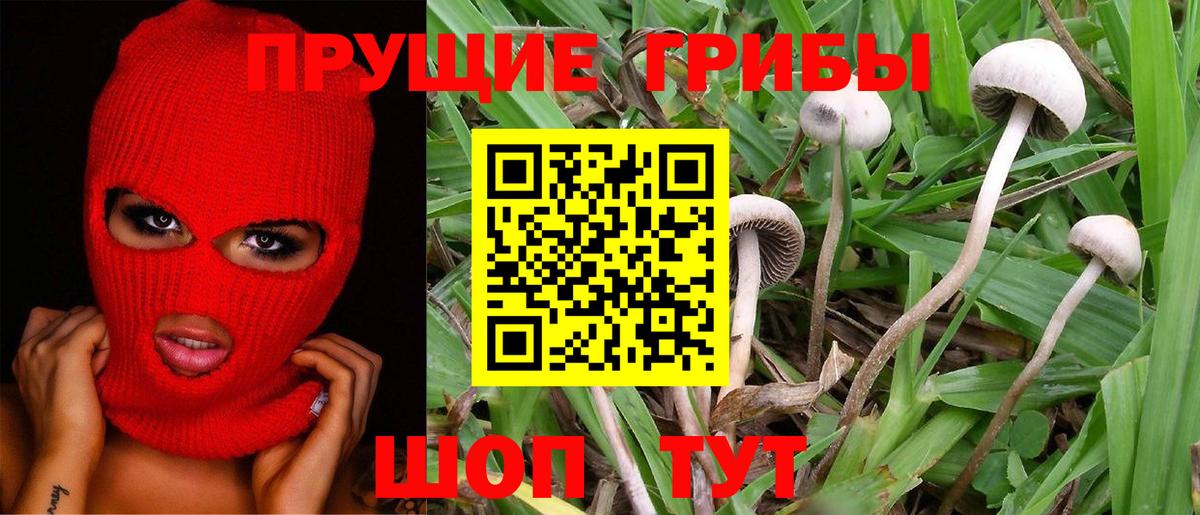 Псилоцибиновые грибы Cubensis Старый Оскол